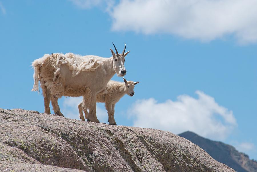 Mountain Goat Parent and Kid Photograph by Cascade Colors