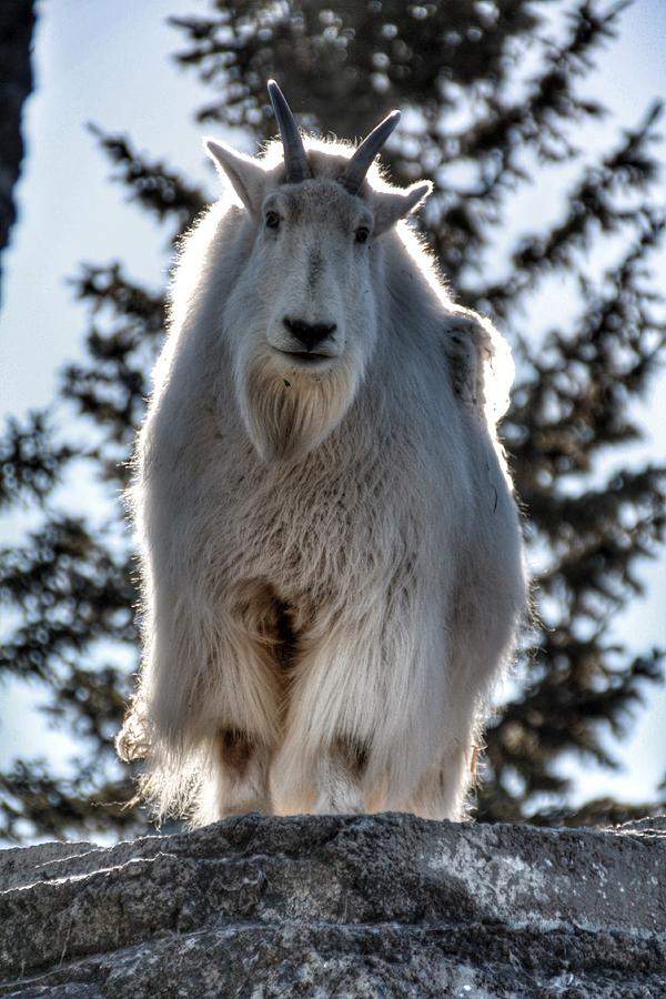 Mountain Goat Photograph by Pat Moore