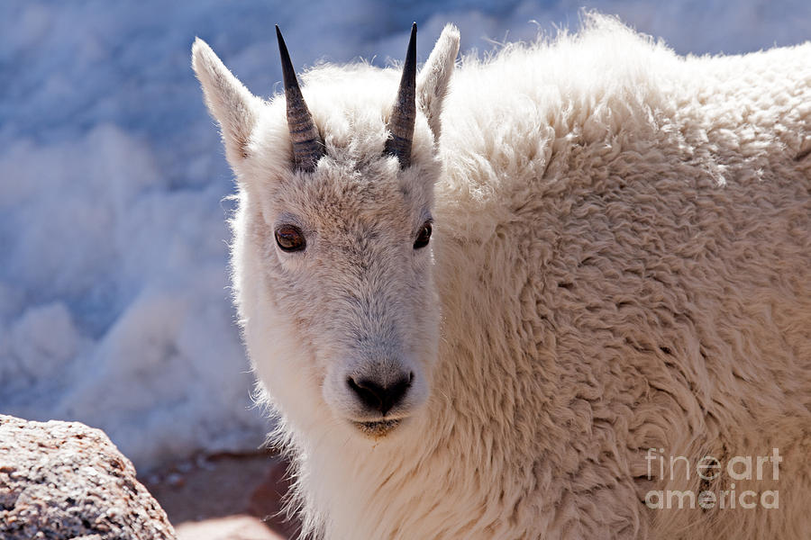Mountain Goat Portrait on Mount Evans Photograph by Fred Stearns