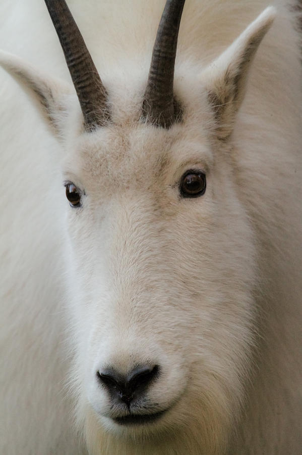 Mountain Goat Portrait Photograph by Steve McKinzie