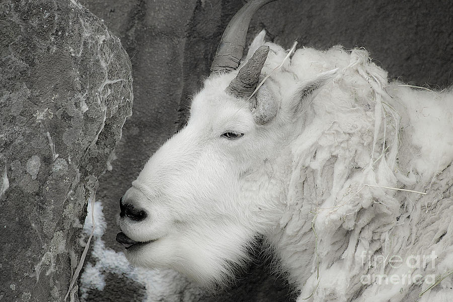 Mountain Goat Photograph by Rich Collins
