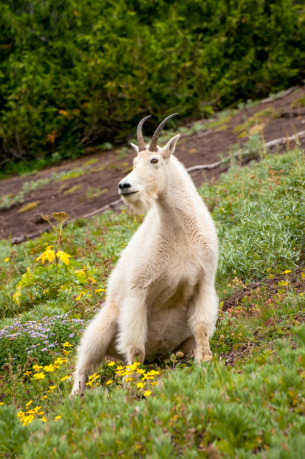 Olympic National Park Photograph - Mountain Goat by Richard Leighton