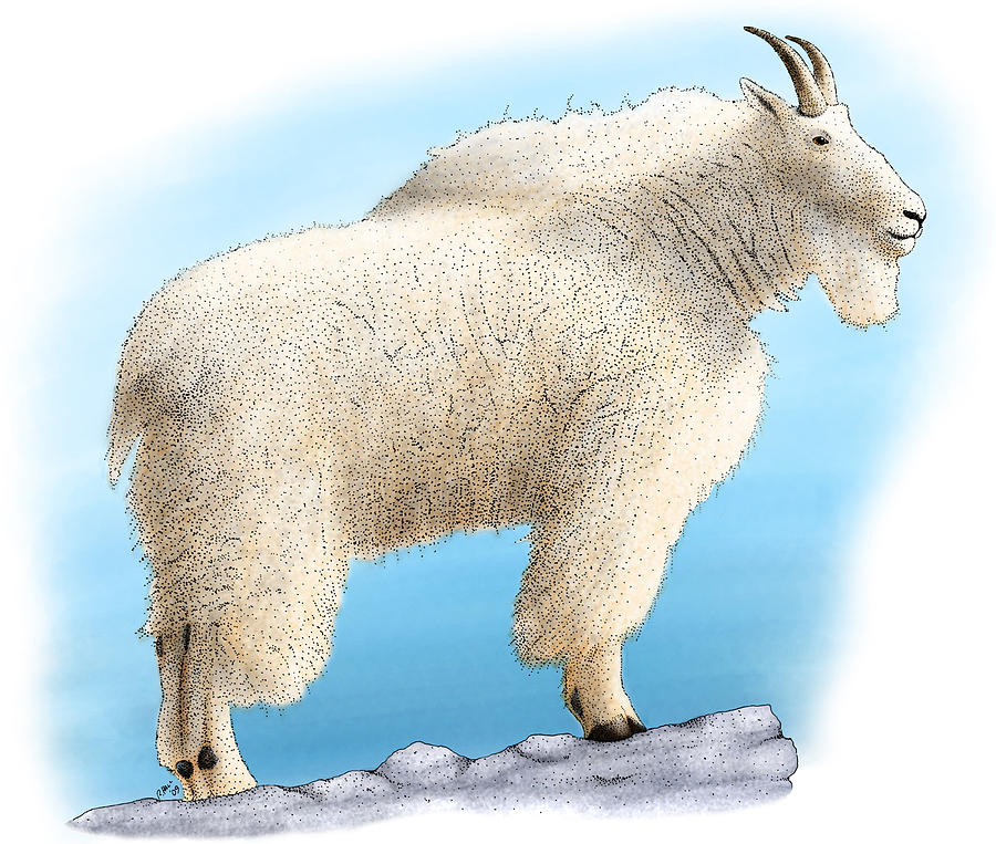 Mountain Goat Photograph by Roger Hall