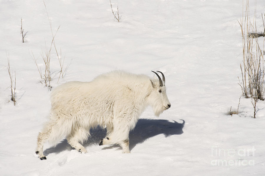 Animal Photograph - Mountain Goat Stroll by Sandra Bronstein