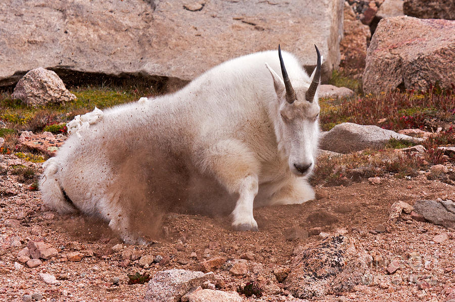 Mountain Goat Taking a Dirt Bath on Mount Evans Photograph by Fred Stearns