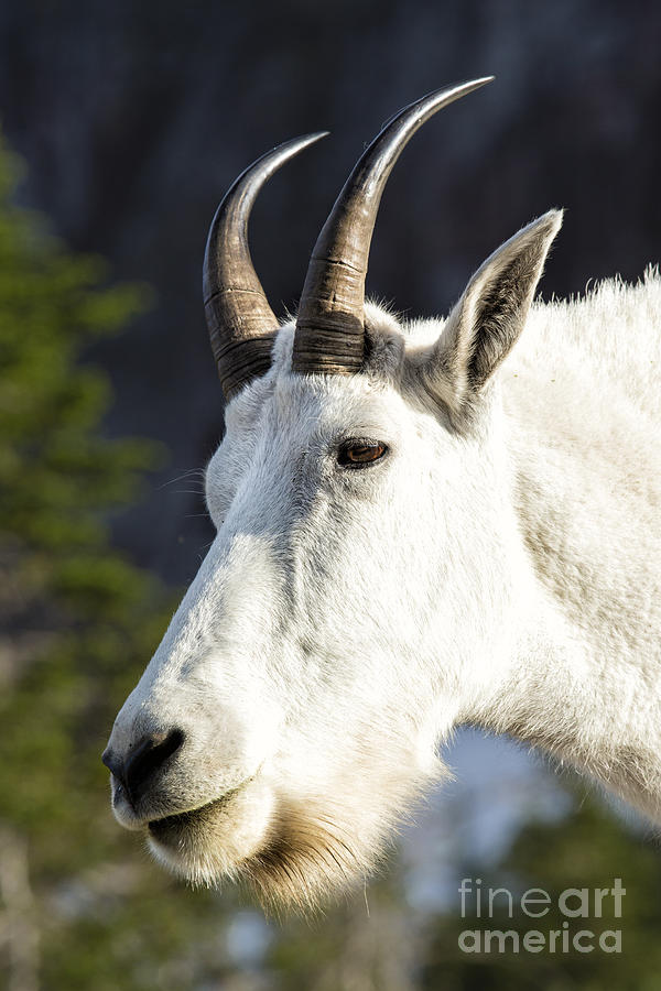 Mountain Goat Photograph by Timothy Hacker