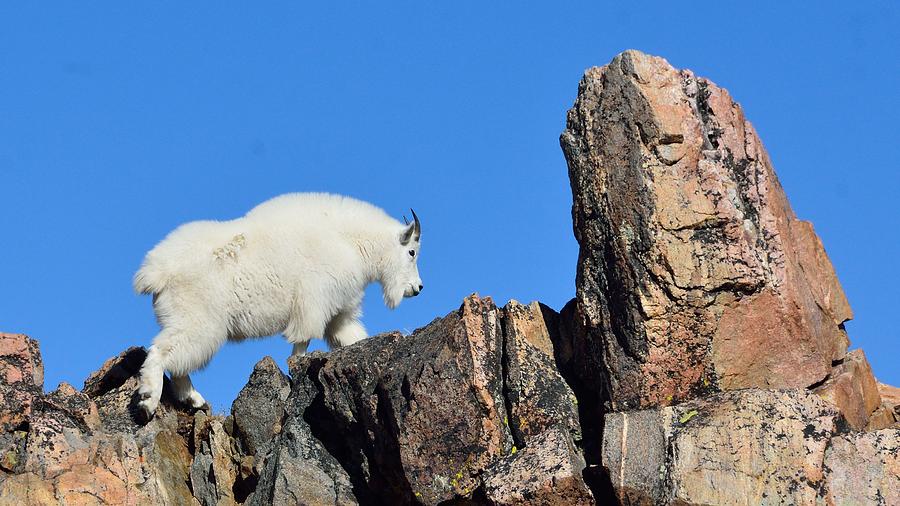 Mountain Goat Photograph by Tranquil Light Photography