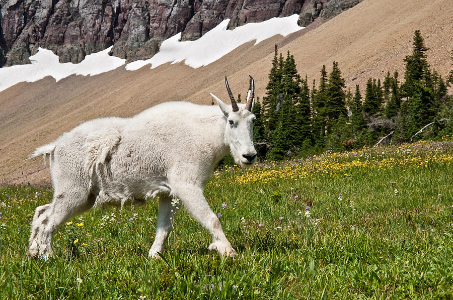 Mountain Goat Walking Beneath a Talus Slope Photograph by Jeff Goulden