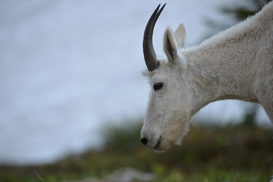 Mountain Goat Photograph by Whispering Peaks Photography