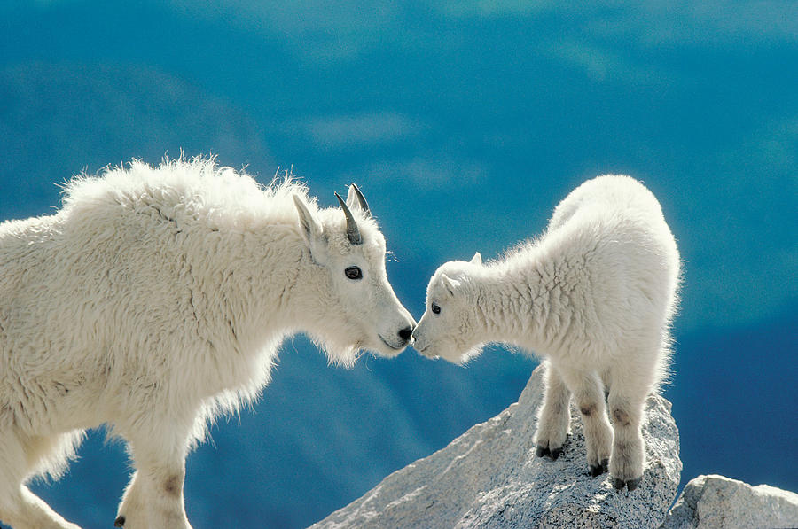 Mountain Goat With Kid Photograph by Jerry L. Ferrara