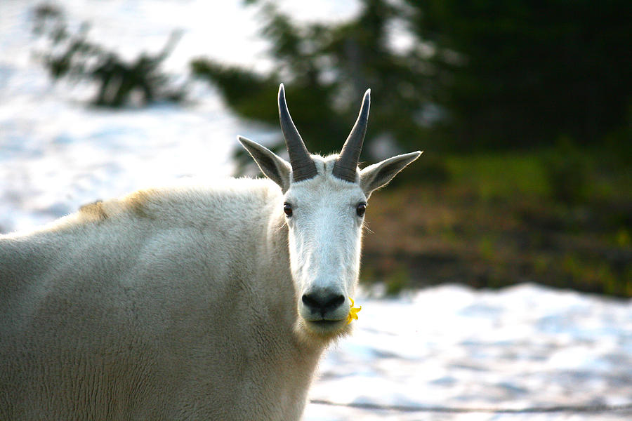 Glacier National Park Photograph - Mountain Goat With Yellow Flower by Veronica Vandenburg