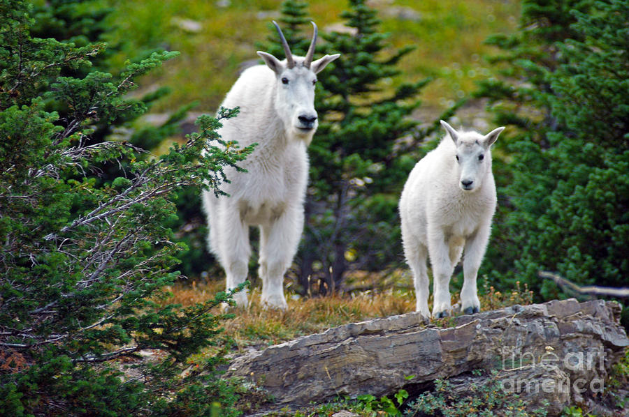 Mountain Goats - Glacier Photograph by Cindy Murphy - NightVisions 