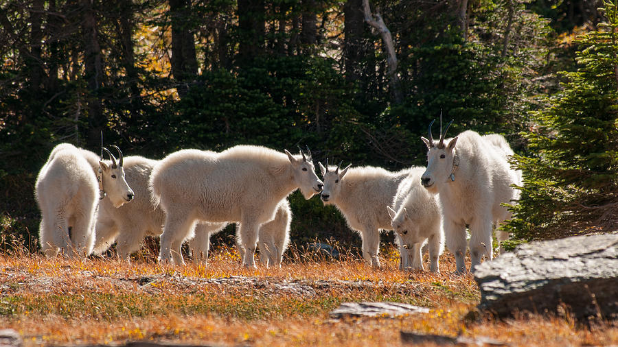 Mountain Goats Photograph by Brenda Jacobs