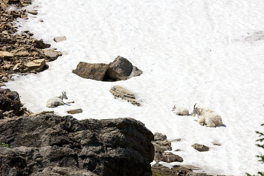 Glacier National Park Photograph - Mountain  Goats Cooling Off by June Hatleberg Photography