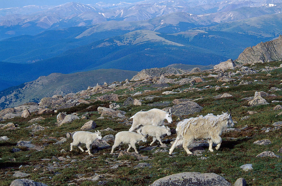 Mountain Goats In Colorado Photograph by Kenneth M. Highfill
