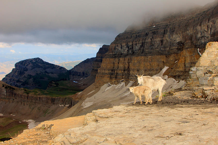 Goat Photograph - Mountain goats on Timpanogos by Wasatch Light