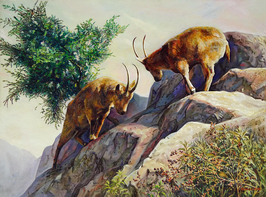 Mountain Goats - Powerful Fight  Painting by Svitozar Nenyuk