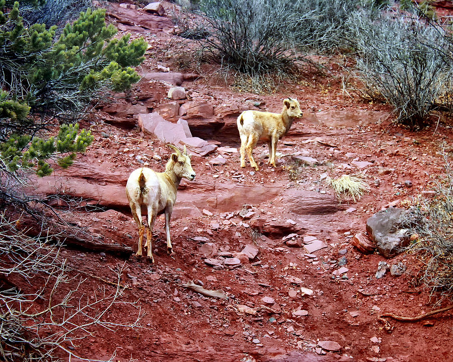 Mountain Goats Photograph by Rick Wicker
