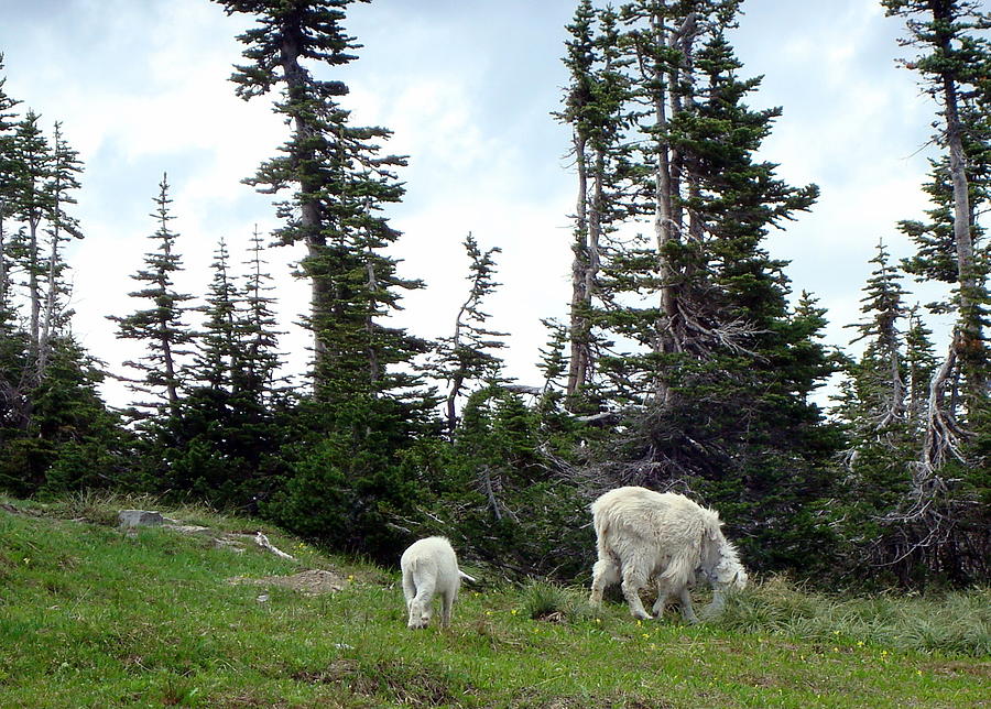 Mountain Goats Photograph by Susan Woodward