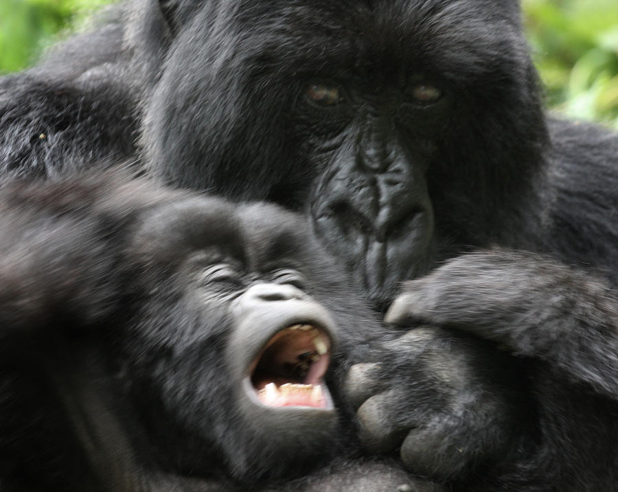 Mountain Gorilla ADF2 Photograph by David Beebe