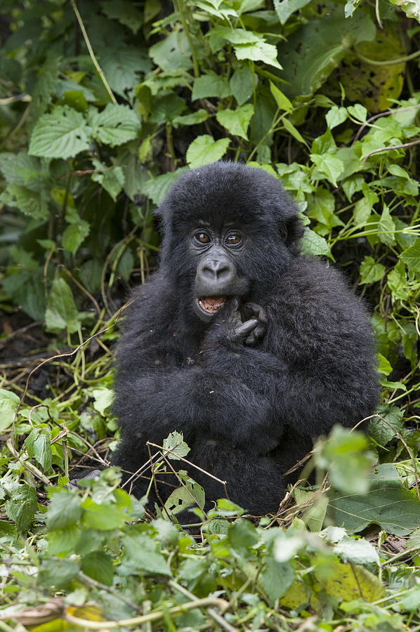 Mountain Gorilla Baby Chewing On Finger Photograph by Suzi  Eszterhas