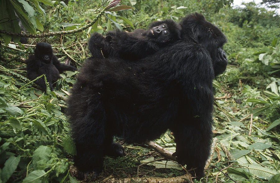 Mountain Gorilla Baby On Mothes Back Photograph by Gerry Ellis