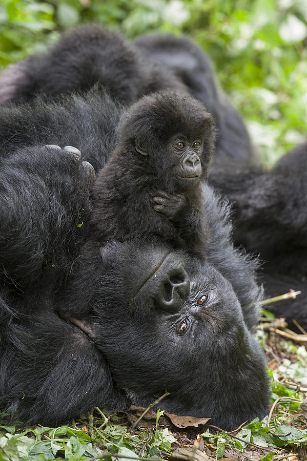 Mountain Gorilla Baby Playing Photograph by Suzi  Eszterhas