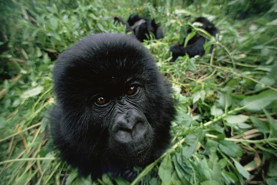 Mountain Gorilla Baby Virunga Mts Rwanda Photograph by Gerry Ellis