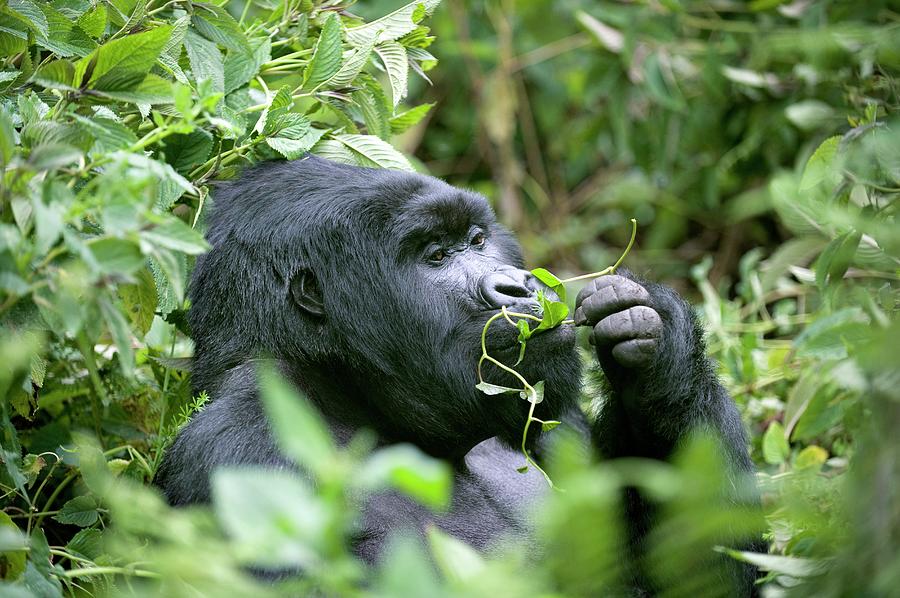 Mountain Gorilla Photograph by Dr P. Marazzi/science Photo Library