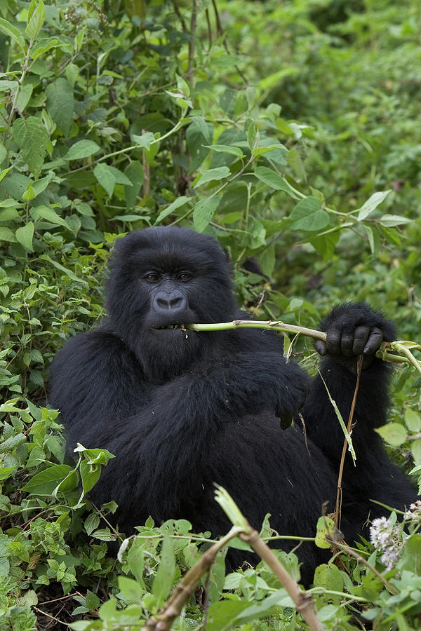 Gorilla Photograph - Mountain Gorilla Eating Wild Celery by Suzi Eszterhas