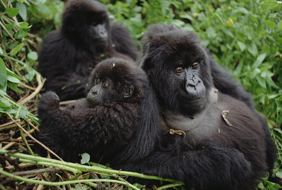 Mountain Gorilla Family Photograph by Gerry Ellis