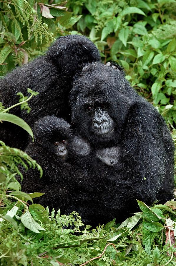 Mountain Gorilla Family Group Photograph by Tony Camacho/science Photo Library