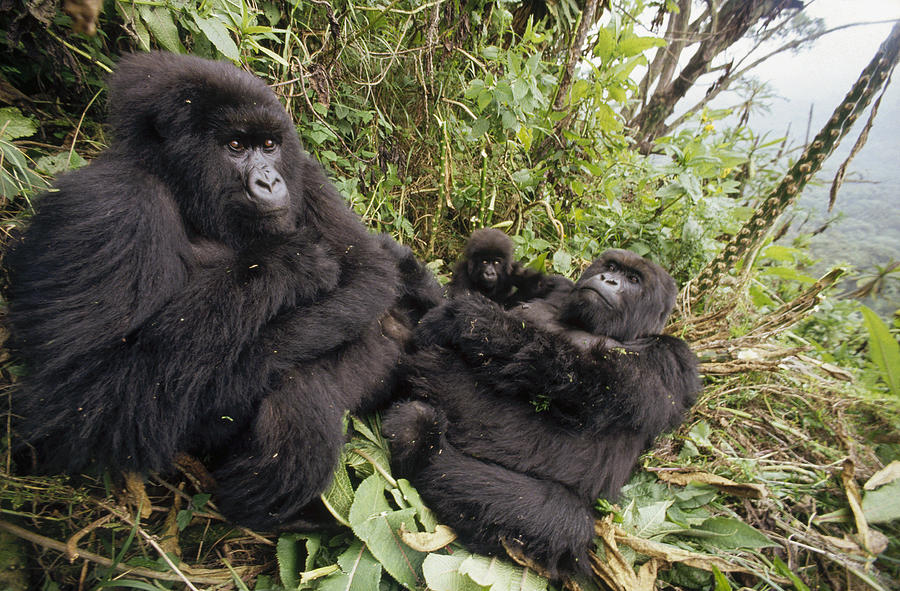 Mountain Gorilla Family In Rainforest Photograph by Gerry Ellis