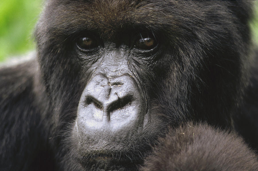Mountain Gorilla Female Portrait Virunga Photograph by Gerry Ellis
