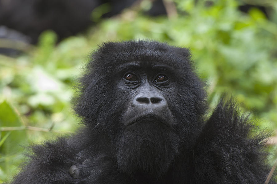 Mountain Gorilla Female Rwanda Photograph by D. & E.  Parer-Cook