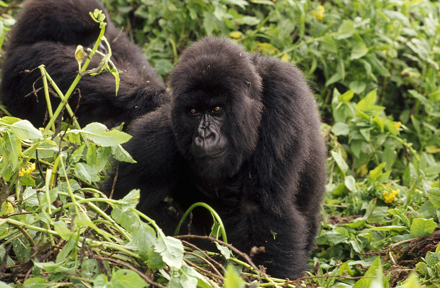 Mountain Gorilla Female Virunga Photograph by Gerry Ellis