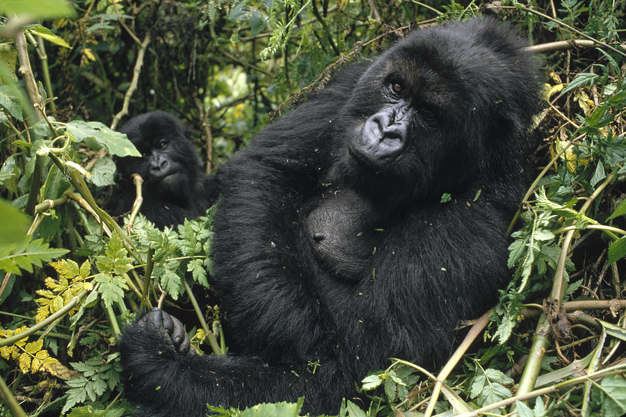 Mountain Gorilla Female Virunga Mts Photograph by Gerry Ellis