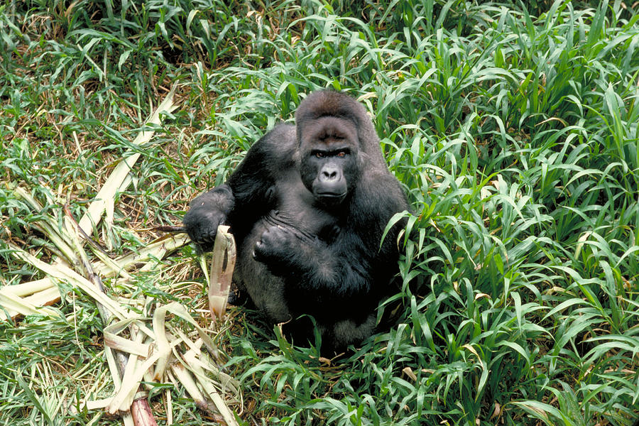 Mountain Gorilla Photograph by George Holton