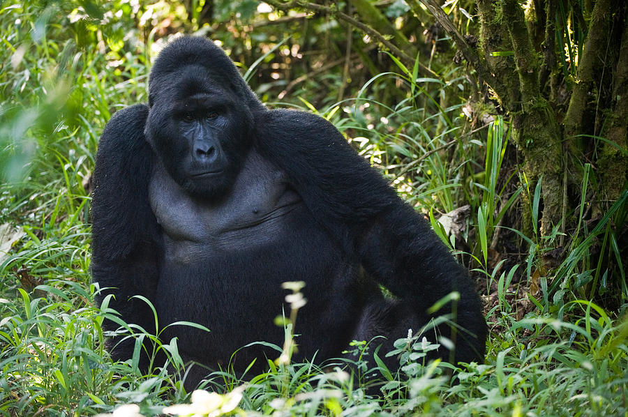 Bwindi Impenetrable National Park Photograph - Mountain Gorilla Gorilla Beringei by Panoramic Images