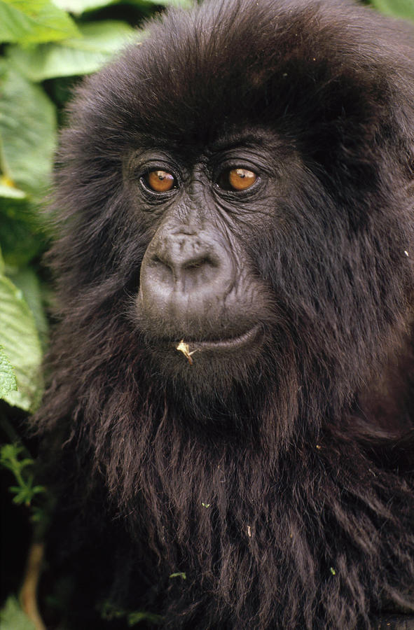 Mountain Gorilla Juvenile Photograph by Gerry Ellis