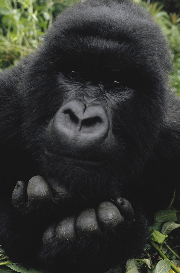 Mountain Gorilla Juvenile Portrait Photograph by Gerry Ellis