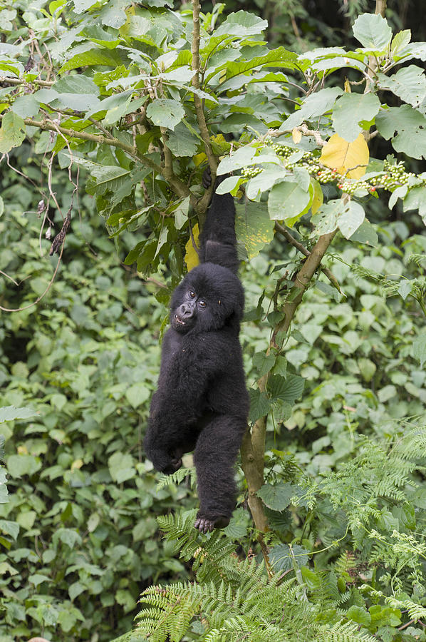 Mountain Gorilla Juvenile Rwanda Photograph by Suzi  Eszterhas