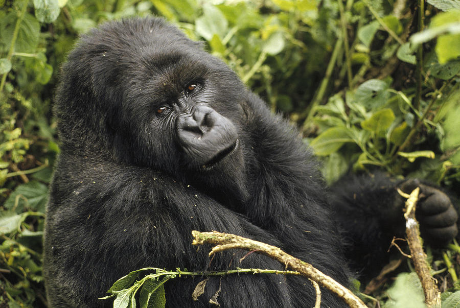 Mountain Gorilla Looking At Camera Photograph by Gerry Ellis