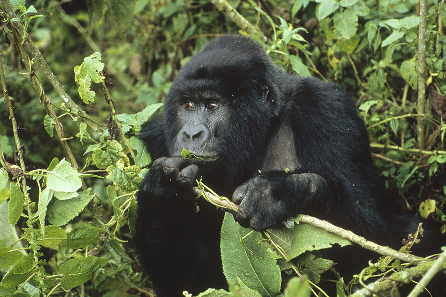Mountain Gorilla Male Feeding Africa Photograph by Konrad Wothe
