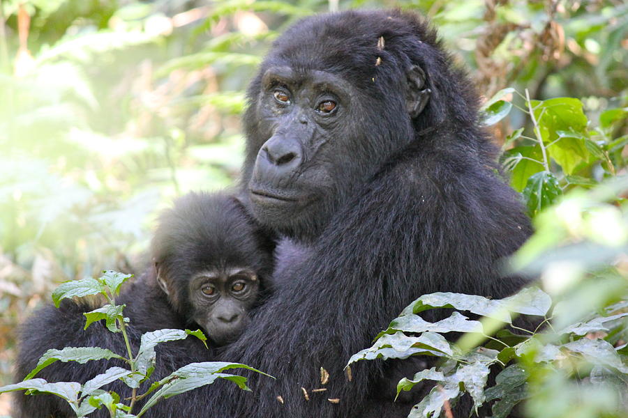 Mountain Gorilla Mama Photograph by Amalia Fernand | Fine Art America