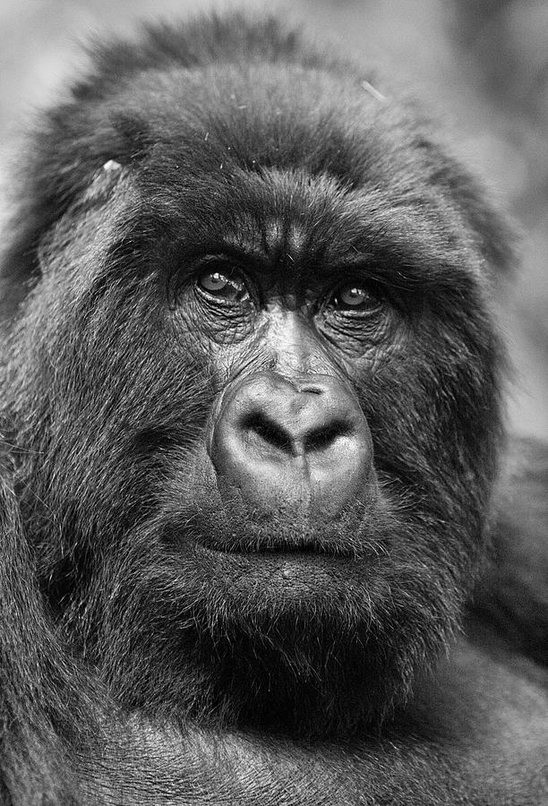 Mountain Gorilla Photograph by Max Waugh