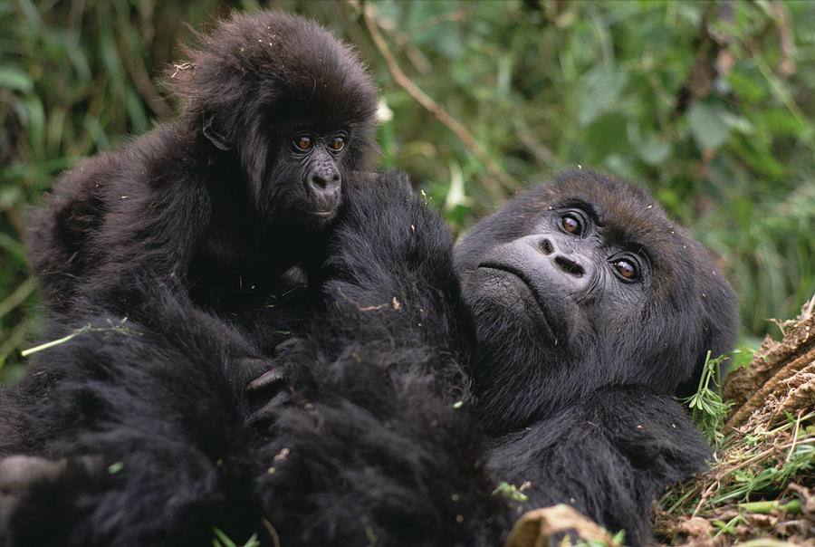Mountain Gorilla Mom And Baby Virunga Photograph by Gerry Ellis