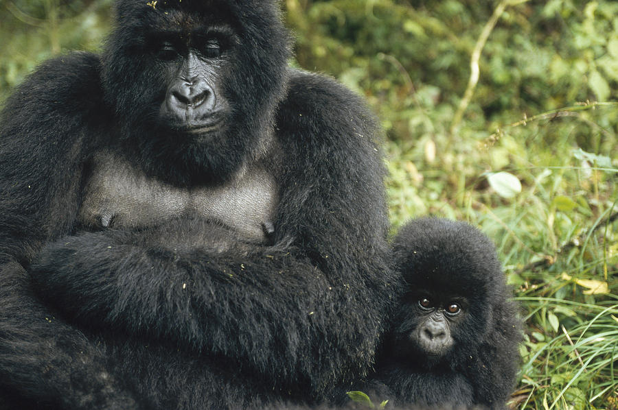 Animal Photograph - Mountain Gorilla Mother And Baby by Konrad Wothe