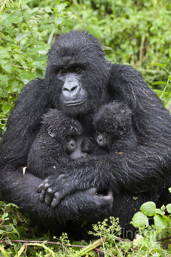 Mountain Gorilla Mother And Twins Photograph by Suzi  Eszterhas