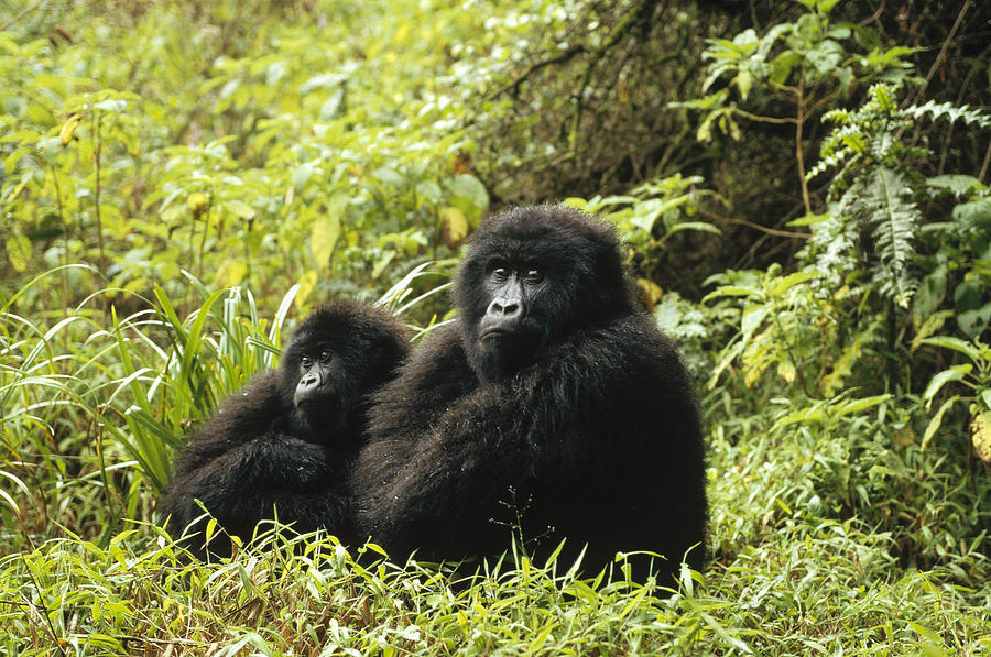 Mountain Gorilla Pair Sitting Photograph by Konrad Wothe